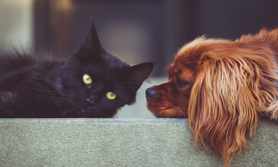 ¿Qué significa que mi perro o gato sean carnívoros?